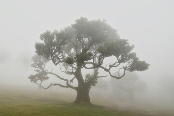 Madera Las Fanal stare drzewa wawrzynu we mgle na wysokim płaskowyżu © KoLesfot