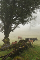 Madera Las Fanal stare drzewa wawrzynu we mgle na wysokim płaskowyżu © KoLesfot
