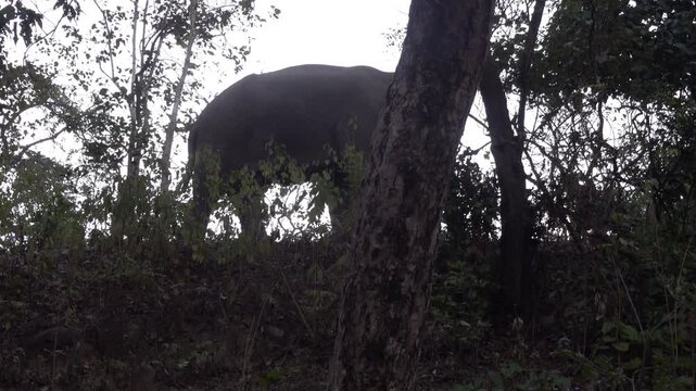 Asian Elephant (Elephas maximus indicus) in Jim Corbett National Park in Uttarakhand, northern India.