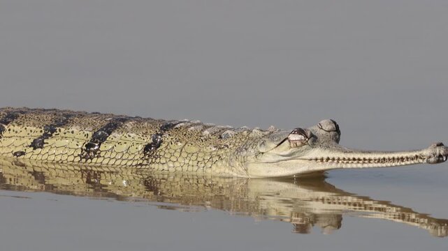 Indian Gharial (Gavialis gangeticus) at Chambal River in northern India.