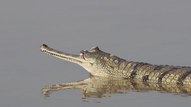 Indian Gharial (Gavialis gangeticus) at Chambal River in northern India.