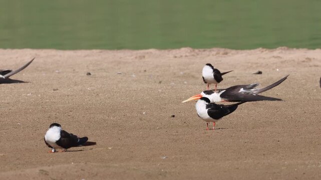 Indian Skimmer (Rynchops albicollis) at Chambal River in northern India.