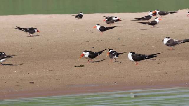 Indian Skimmer (Rynchops albicollis) at Chambal River in northern India.