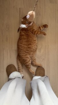 Cute and fluffy orange cat lying on the floor and playing with the play wand top view. Cat owner in big home sleepers teasing ginger cat with a toy.