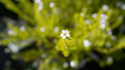 Nature's Minimalist Elegance: One Little White Flower Catches the Sunlight Against Deep Green Leaves.