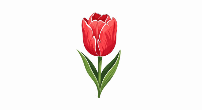 A single red tulip with green leaves and stem on a white background