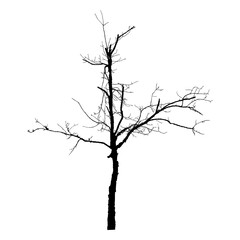Obraz premium Bald tree silhouette