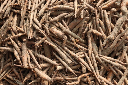 bombax ceiba root stock on shop for sell