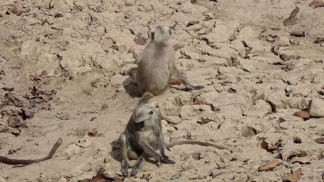 Terai Sacred Langur (Semnopithecus hector) in Jim Corbett National Park in Uttarakhand, northern India.
