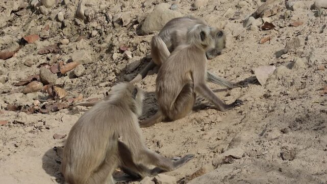 Terai Sacred Langur (Semnopithecus hector) in Jim Corbett National Park in Uttarakhand, northern India.