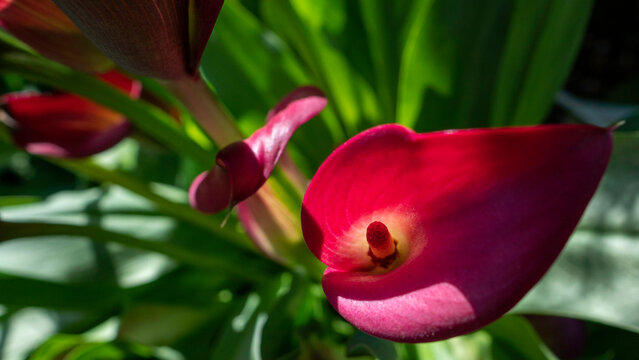 A beautiful close-up of a deep magenta calla lily flower (Zantedeschia rehmannii), showcasing the delicate spathe and intricate yellow spadix in bright sunlight.
