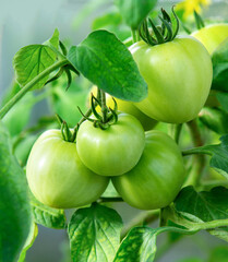 Green tomatoes.  Bunch of green tomatoes on a bush.