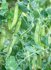  Green pea pods on a pea plants in a garden.