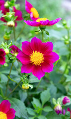 Dahlia flowers. A close-up of an annual dahlia flower in full bloom.