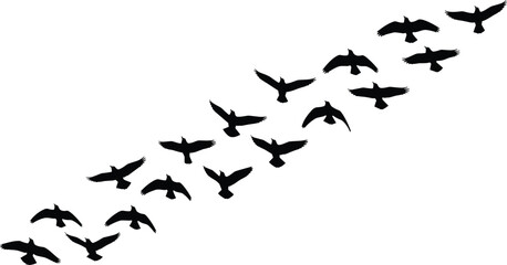 Fototapeta premium Flying Bird Flock Silhouette Collection, Migrating Crow or Raven Group in Flight, Nature Wildlife CAD Drawing Flat Vector Illustration, Black Wing Graphics