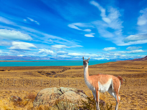  In the patagonian pampas grazing wild guanaco
