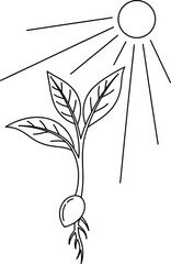 Growing plant reaching towards the sun