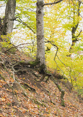 autumn leaves in the park