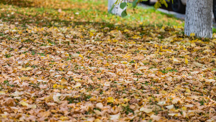 autumn leaves in the park