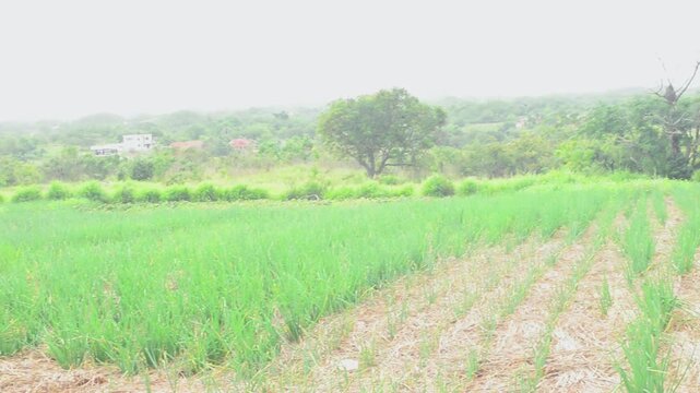 Scallion Garden