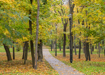autumn leaves in the park