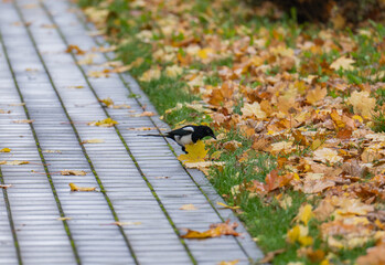 autumn leaves on the ground