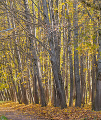 autumn in the forest