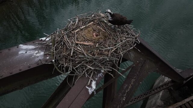 Bird of Prey, Perigan Falcon perched on nest protecting eggs on top of old railroad bridge over Seneca Canal at Cayuga Finger Lake Central New York State wildlife
