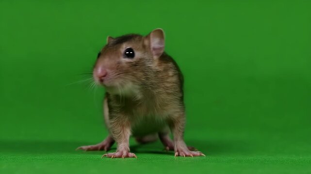 Brown gerbil standing on green background looking to the right side