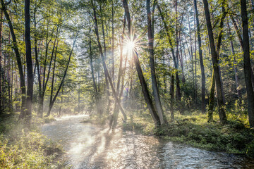 Mglisty poranek na Mazurach.