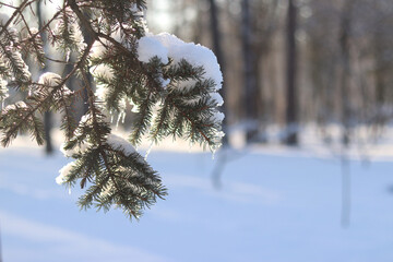 Nature in winter. Coniferous plant covered with ice and snow. Winter in the forest