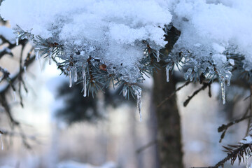 Nature in winter. Coniferous plant covered with ice and snow. Winter in the forest
