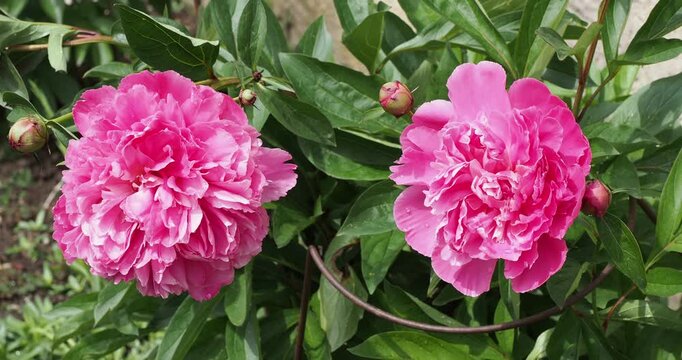 Paeonia lactiflora 'Monsieur Jules Elie'. Bushy clump of Chinese peony with large, globular flowers with pink and pearly-grey petals, curved and untidy