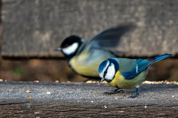 Blue tit © waechter-media.de