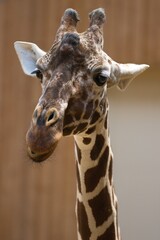Obraz premium portrait of a giraffe
