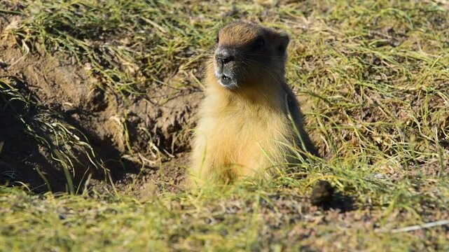 The gopher warns of danger by peeking out of its hole.