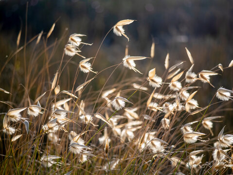 Flowers of esparto grass (Lygeum spartum) as a beautiful backdrop. Taken on Djerba.