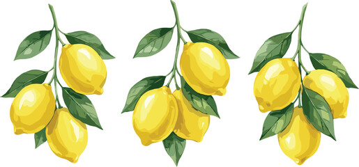 Fresh lemon branch illustration set, ripe yellow citrus fruits with green leaves isolated on white background watercolor vector © Asha Creatives