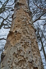 Close-up of a heavily damaged tree trunk with holes, decay, and bark loss caused by insects and woodpeckers, highlighting forest dieback, ecological stress, and environmental degradation