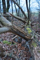 Close-up of a fallen decaying tree trunk with cracks, moss, and natural textures in a quiet forest. Ideal for themes of ecology, decomposition, woodland environments, and natural organic surfaces.