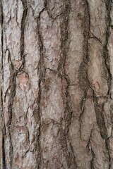 Obraz premium Close-up of rough tree bark with deep vertical ridges and natural textures, highlighting organic patterns and earthy detail. Ideal for themes of nature, forestry, botany, and environmental backgrounds