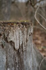 Weathered tree stump in quiet forest. Ideal for themes of ecology, sustainability, and nature.