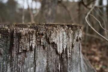 Weathered tree stump in quiet forest. Ideal for themes of ecology, sustainability, and nature.