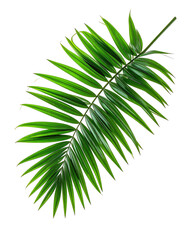 Fototapeta premium Lush green palm frond, isolated on black background, showcasing intricate detail