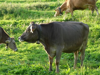 Vache en Suisse