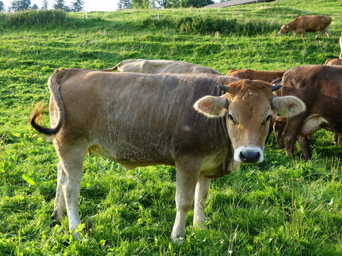 Vache en Suisse