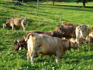 troupeau de vaches dans les Alpes Suisse