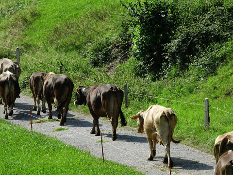 Troupeau de vaches dans les Alpes Suisse