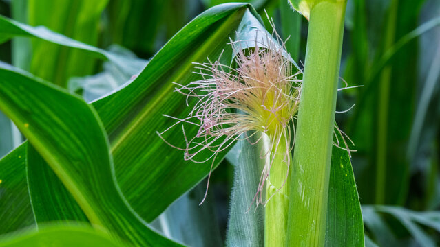 Close-up of corn silk on green stalk