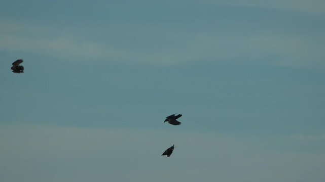 Crows flying silhouette against bright azure sky, three black birds soaring gracefully in the evening atmosphere.